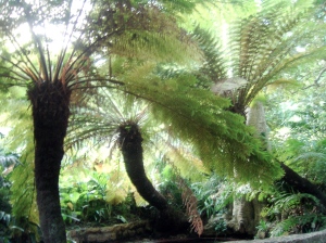 Rare Fern Trees in Kirstenbosch Garden