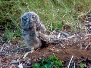 Owl Resting in Kirstenbosch National Botanical Garden